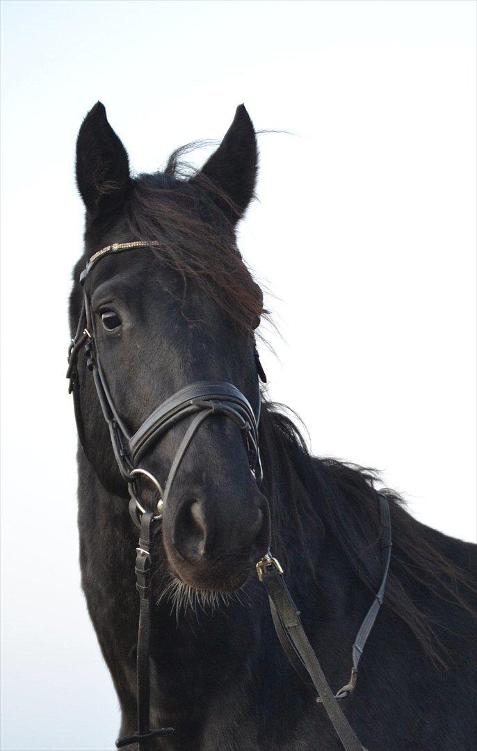 Dansk Varmblod Kastlund Diango (Solgt) billede 14