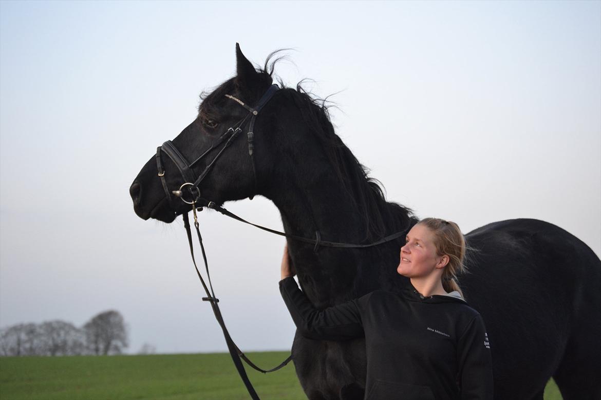 Dansk Varmblod Kastlund Diango (Solgt) billede 15