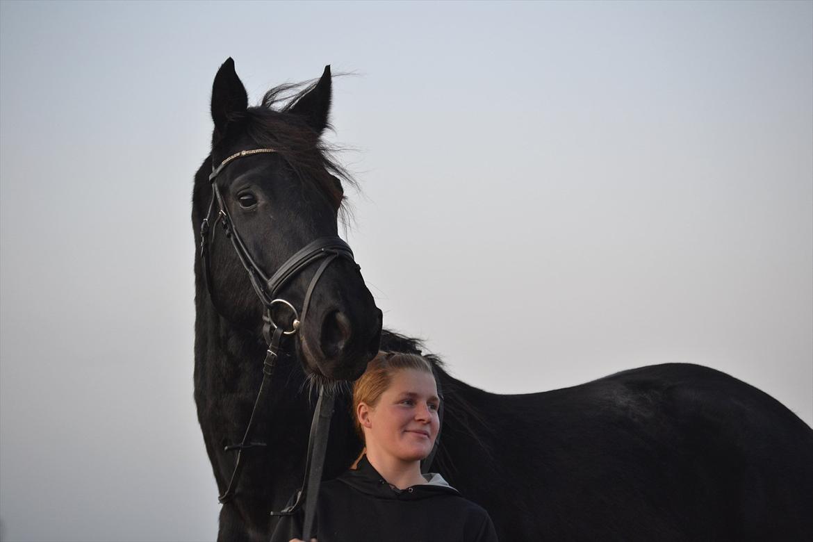 Dansk Varmblod Kastlund Diango (Solgt) billede 16