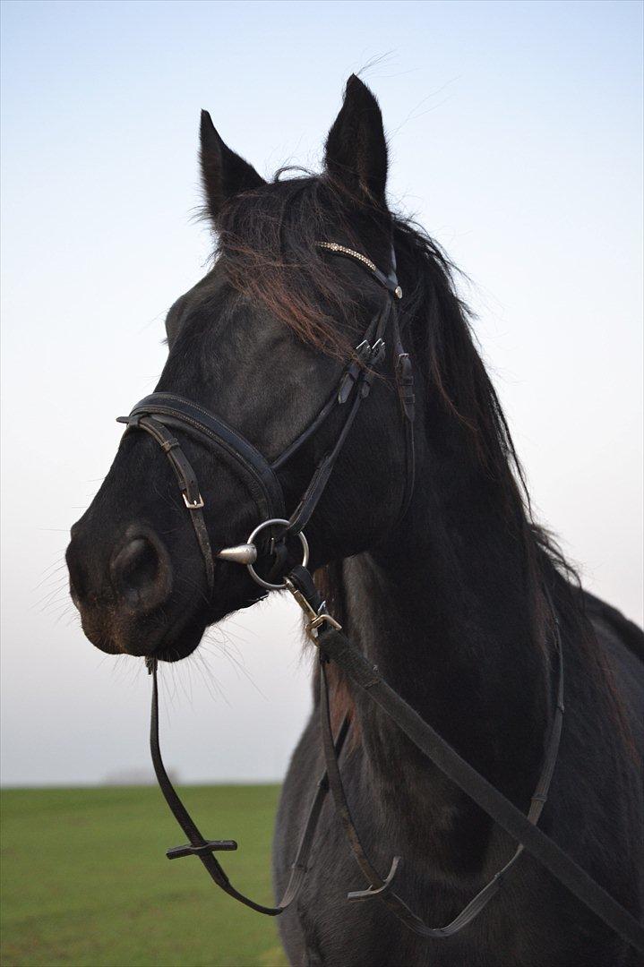 Dansk Varmblod Kastlund Diango (Solgt) billede 17