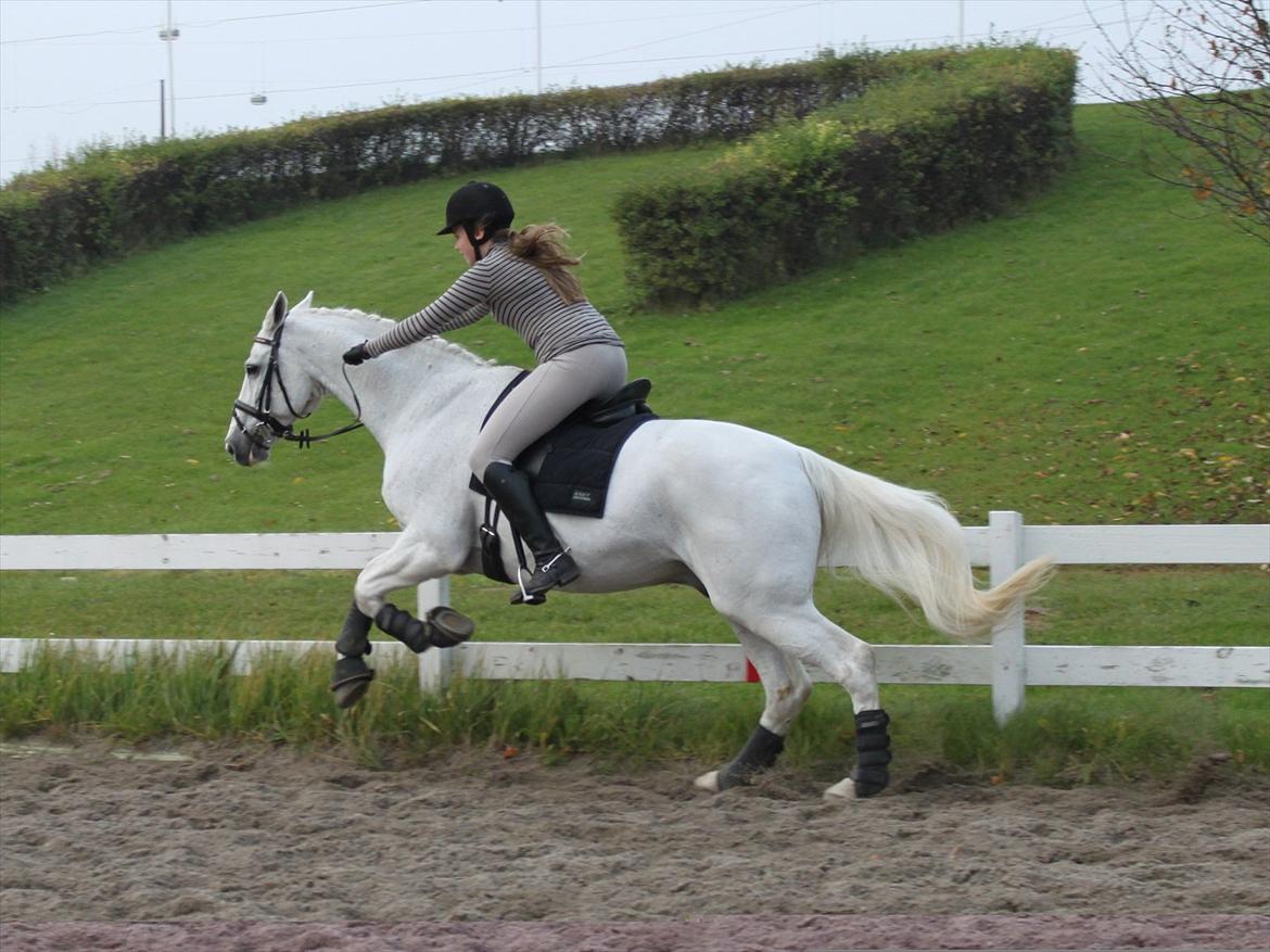 Dansk Varmblod Jestis Arkimedes RIP - Endnu mere fri galop :)  billede 4