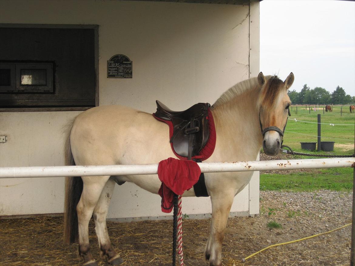 Fjordhest Lukas Damgård billede 7