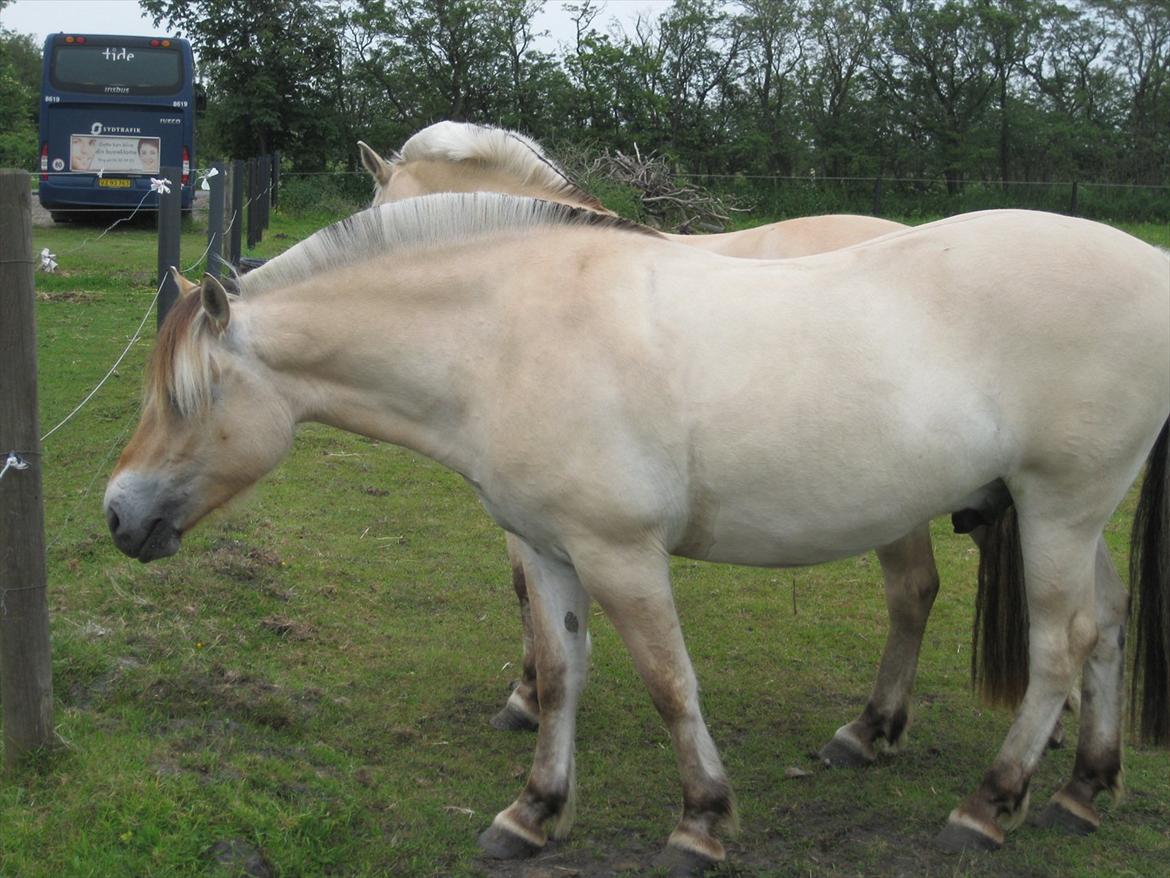 Fjordhest Lukas Damgård billede 8