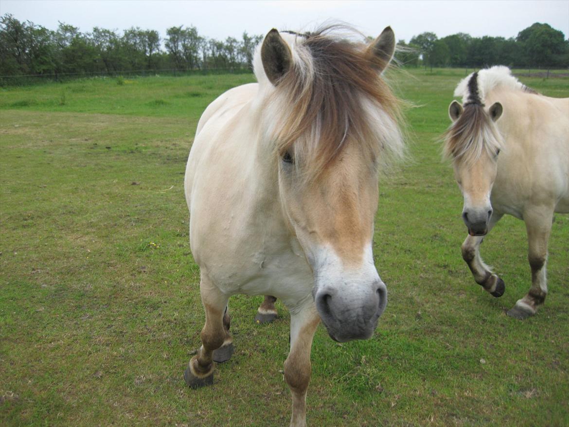 Fjordhest Lukas Damgård billede 9