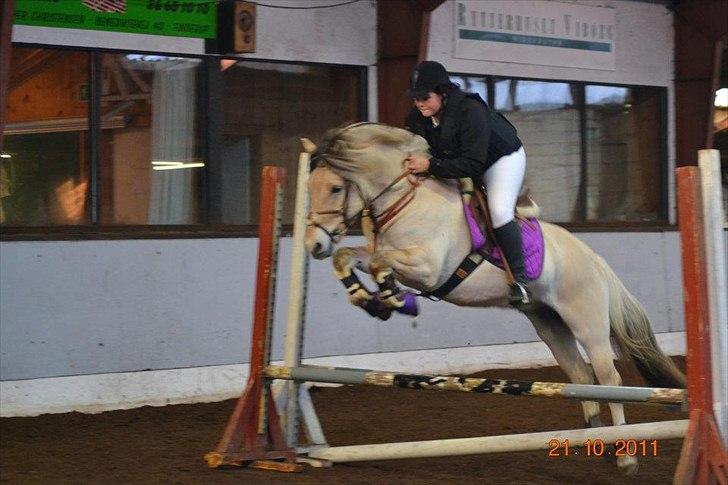 Fjordhest Lukas Hovborg <3 - Stævne BIG 2011 70 cm opvarmning billede 10