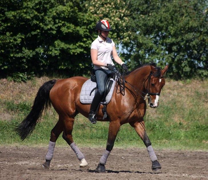 Hannoveraner Felix - Træning i Tyskland/Hohenberg-Krusemarke 2011. billede 4