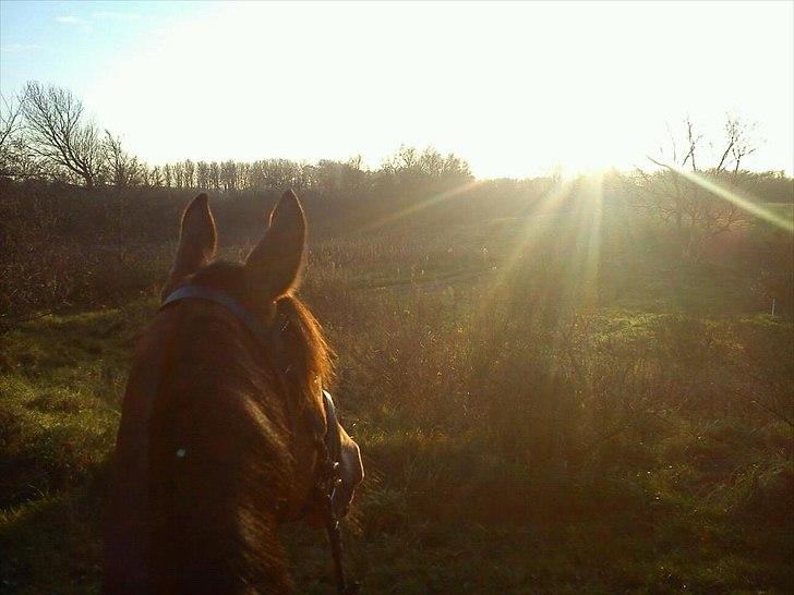 Dansk Varmblod Egelunds Mabel :')<3 [himmelhest] :'(<3 - smukke hest, dejligt vejr til en dejlig tur i skoven d. 20-11-2011 :) billede 17