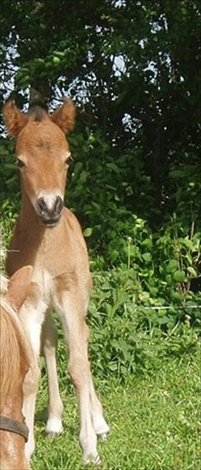 Anden særlig race Zeus - Den lille charmetrold <3 billede 2