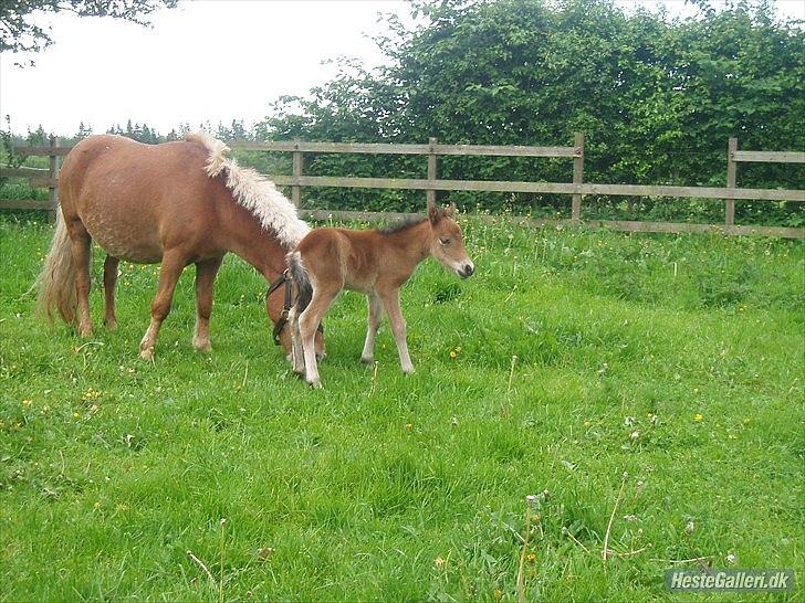 Anden særlig race Zeus - Lille Zeus <3 billede 3