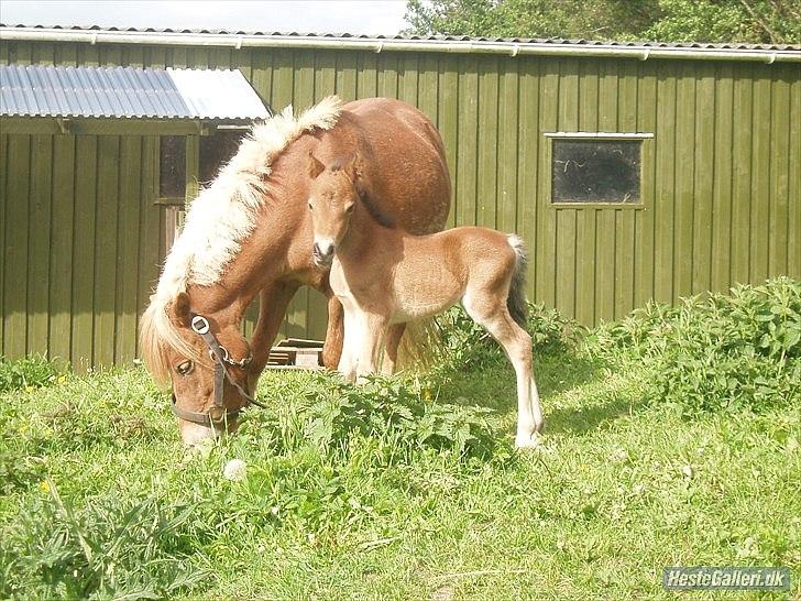 Anden særlig race Zeus - Lille Zeus <3 billede 4