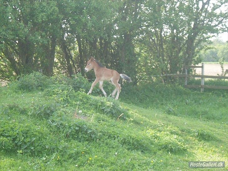 Anden særlig race Zeus - Lille Zeus <3 billede 5