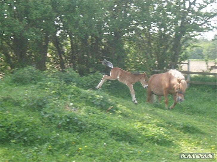 Anden særlig race Zeus - Lille Zeus <3 billede 6