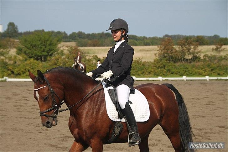 New Forest Thrustfull billede 17