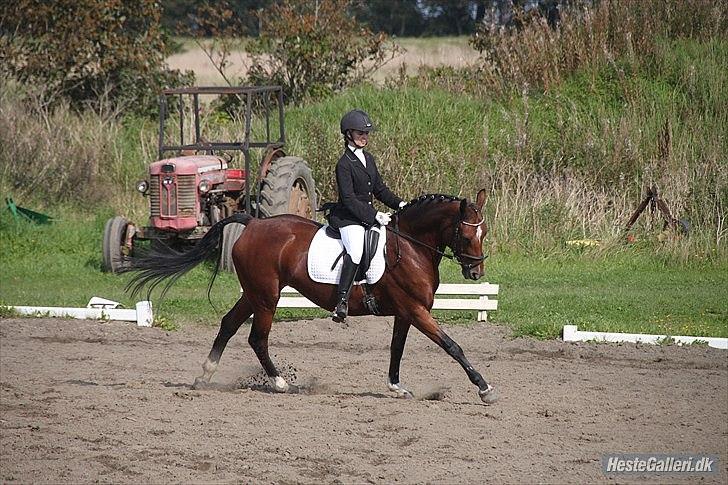 New Forest Thrustfull billede 2