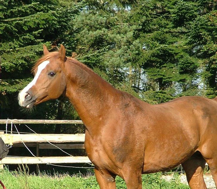 Arabisk fuldblod (OX) Nazeem Ibn Jashana - Oktober 2011 billede 15