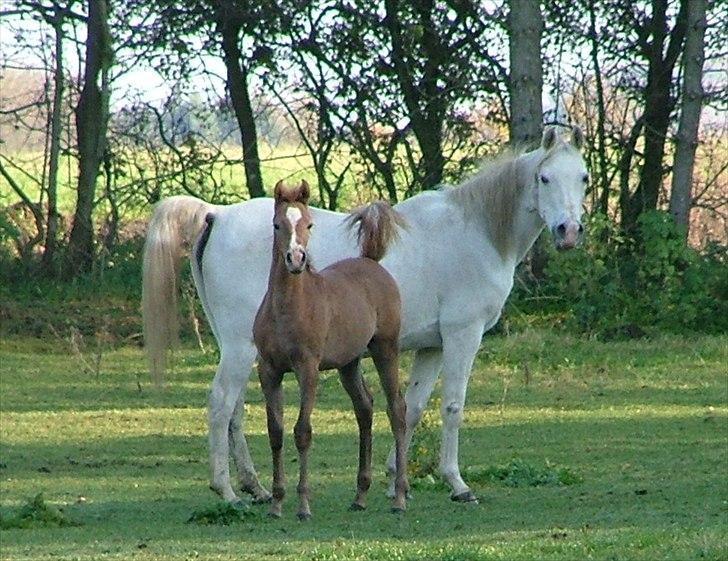 Arabisk fuldblod (OX) Bandala - RIP 2012 - Oktober 2011 billede 19