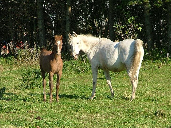 Arabisk fuldblod (OX) Bandala - RIP 2012 - Oktober 2011 billede 20