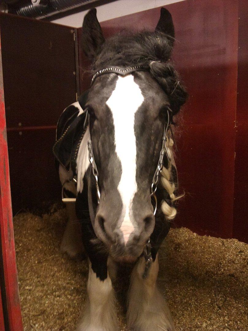 Irish Cob Lord Wellington Of England ( Welle) - welle lige før træning idag d 2 dec 2011 billede 14