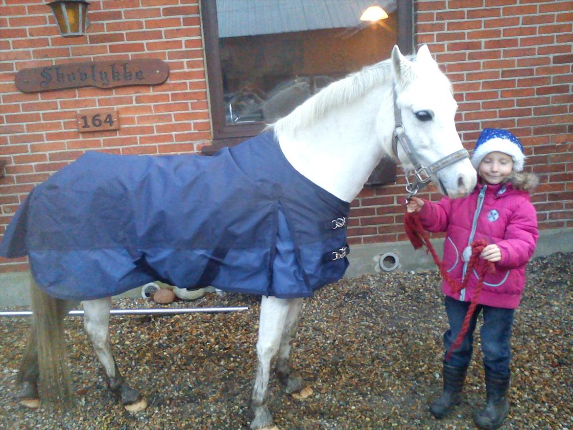 Welsh Mountain (sec A) Gammelgangs Garp "Makker" - dag 3 billede 1