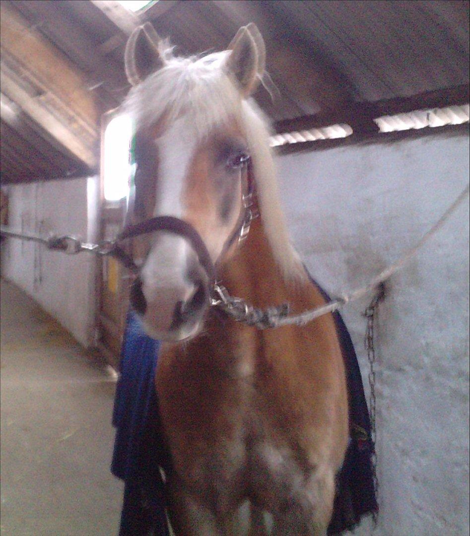 Haflinger PRINS - *SAVNET* - Prinsen! billede 2
