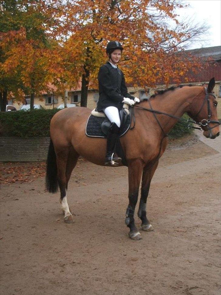 Dansk Varmblod TRÉSOR - Mit andet stævne på hende, og det var i spring ;-) billede 16