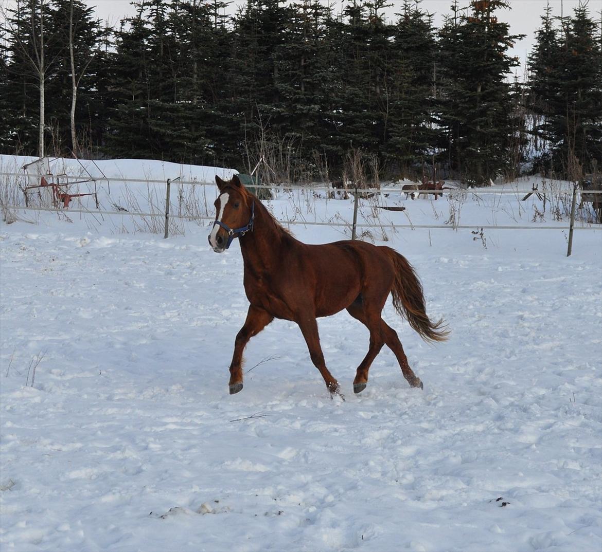 Hollandsk Varmblod ¨˜”°º• Rosa•º°”˜¨ Elsket & savnet. - ''En dag på folden, gir' ro i knolden'' billede 16
