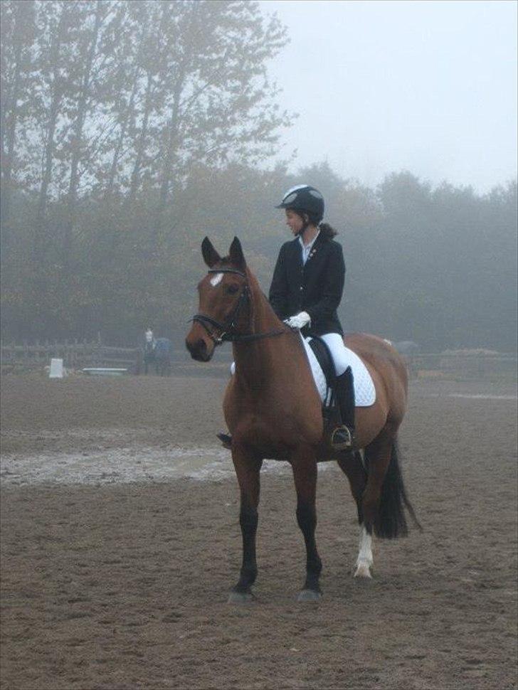 Dansk Varmblod TRÉSOR - Mit første stævne på hende. LC1. 2 plads :-D billede 3