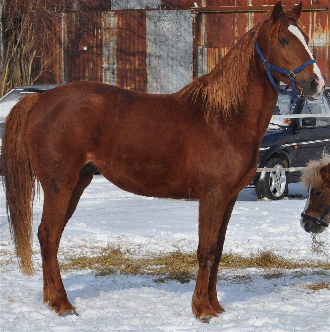 Hollandsk Varmblod ¨˜”°º• Rosa•º°”˜¨ Elsket & savnet. - ”The horse is the most beautiful of God´s creations.” -Leonardo da Vinci billede 6