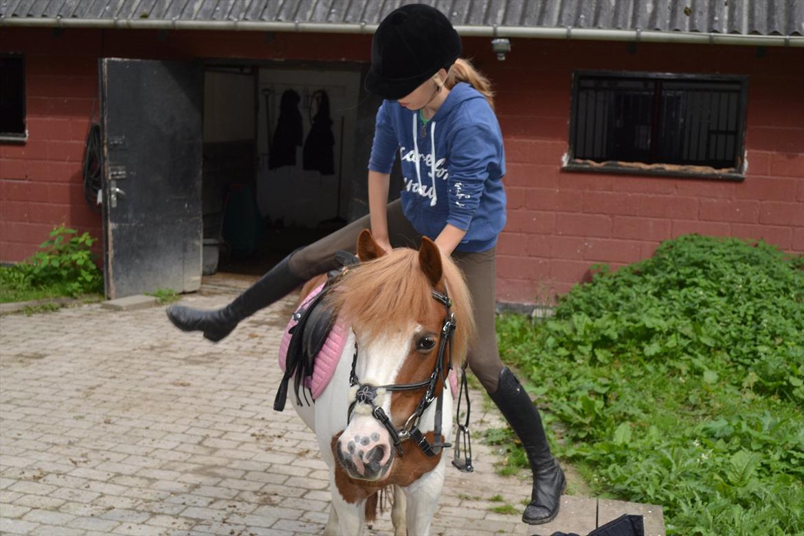 Anden særlig race Rasmus - Tag jer ikke af mig :p
Valgte dette billede på grund af Rasmus smukke hovede  billede 11