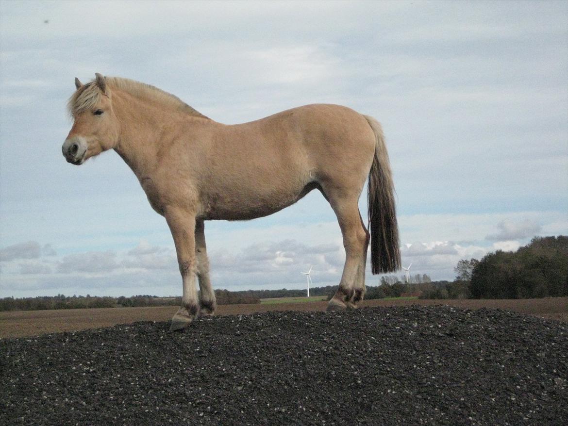Fjordhest Myklena - Myklena på en bunke asfalt xD billede 10