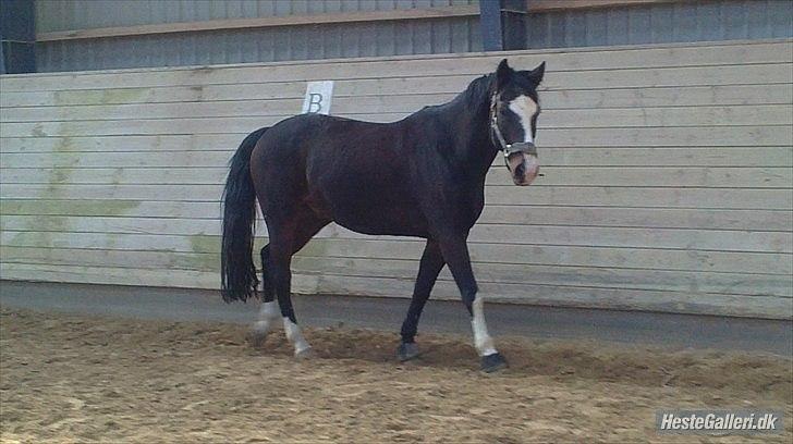 Tysk Sportspony Bubble Gum R.I.P - vildmissen <3 billede 12