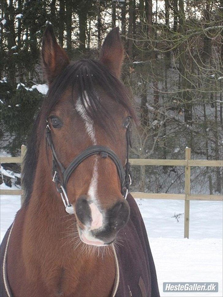 Anden særlig race lady - billed lånt af tidliger part billede 5