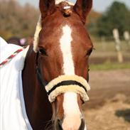 Welsh Cob (sec D) Sophie