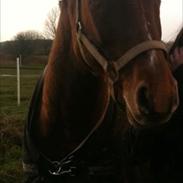 Westfaler Just Capella [Tidl. part]