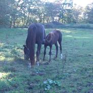 Dansk Varmblod Schuberts Cirkeline