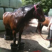 Fell pony Drybarrows Buster