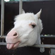 Anden særlig race GINIE!<3  (søsters pony)