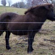 Islænder Stjarna fra Teglværket