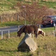 Islænder Stjarna fra Teglværket