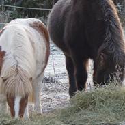 Islænder Stjarna fra Teglværket