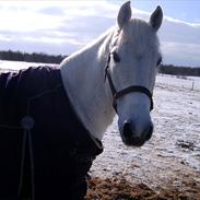 Anden særlig race Nørregårdens Castor [Tidl pony]