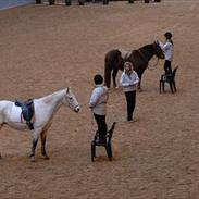 Anden særlig race Nørregårdens Castor [Tidl pony]