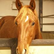 Quarter Our Moonknight Rocks