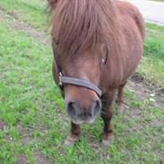 Shetlænder Prinsesse