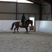 Anden særlig race Raptor