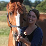 Dansk Varmblod Kærsholms Chapmann