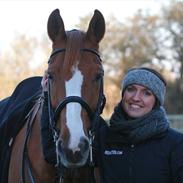Dansk Varmblod Kærsholms Chapmann