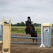 Welsh Cob (sec D) Holly