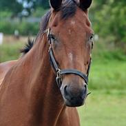 Dansk Varmblod Libra