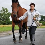 Dansk Varmblod Libra